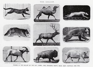 Eadweard Muybridge: The Gallop (s/hvitt-bilde) av Eadweard Muybridge