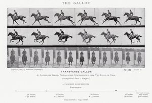 Eadweard Muybridge: The Gallop (s/hvitt-bilde) av Eadweard Muybridge