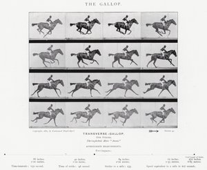 Eadweard Muybridge: The Gallop (s/hvitt-bilde) av Eadweard Muybridge