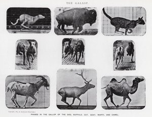 Eadweard Muybridge: The Gallop (s/hvitt-bilde) av Eadweard Muybridge