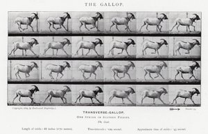 Eadweard Muybridge: The Gallop (s/hvitt-bilde) av Eadweard Muybridge