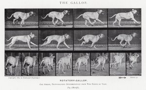 Eadweard Muybridge: The Gallop (s/hvitt-bilde) av Eadweard Muybridge