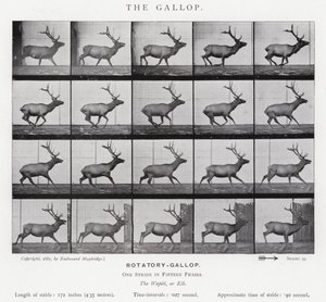 Eadweard Muybridge: The Gallop (s/hvitt-bilde) av Eadweard Muybridge