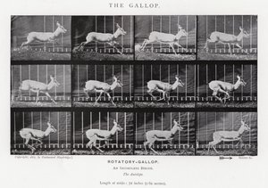 Eadweard Muybridge: The Gallop (s/hvitt-bilde) av Eadweard Muybridge