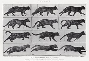 Eadweard Muybridge: The Leap (s/hvitt-bilde) av Eadweard Muybridge