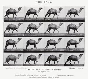 Eadweard Muybridge: The Rack (s/hvitt-bilde) av Eadweard Muybridge