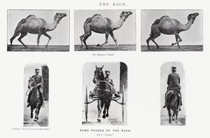 Eadweard Muybridge: The Rack av Eadweard Muybridge