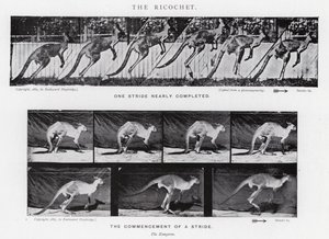 Eadweard Muybridge: The Ricochet (s/hvitt-bilde) av Eadweard Muybridge