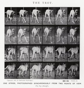 Eadweard Muybridge: The Trot (s/hvitt-bilde) av Eadweard Muybridge