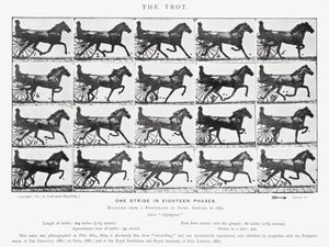 Eadweard Muybridge: The Trot (s/hvitt-bilde) av Eadweard Muybridge