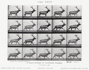 Eadweard Muybridge: The Trot (s/hvitt-bilde) av Eadweard Muybridge