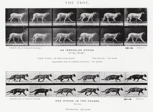 Eadweard Muybridge: The Trot (s/hvitt-bilde) av Eadweard Muybridge