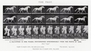 Eadweard Muybridge: The Trot (s/hvitt-bilde) av Eadweard Muybridge