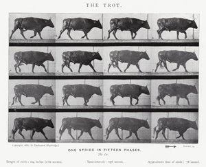 Eadweard Muybridge: The Trot (s/hvitt-bilde) av Eadweard Muybridge