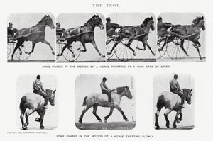 Eadweard Muybridge: The Trot (s/hvitt-bilde) av Eadweard Muybridge