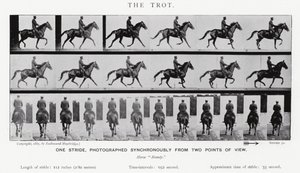 Eadweard Muybridge: The Trot (s/hvitt-bilde) av Eadweard Muybridge