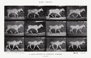 Eadweard Muybridge: The Trot (s/hvitt-bilde) av Eadweard Muybridge