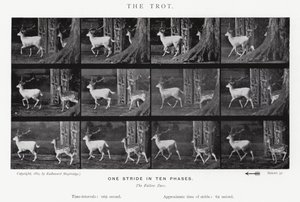 Eadweard Muybridge: The Trot (s/hvitt-bilde) av Eadweard Muybridge