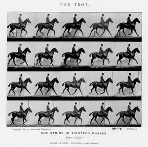 Eadweard Muybridge: The Trot av Eadweard Muybridge