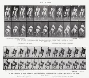 Eadweard Muybridge: The Trot av Eadweard Muybridge