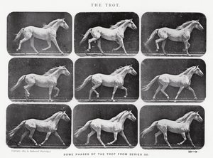 Eadweard Muybridge: The Trot av Eadweard Muybridge