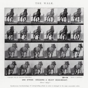 Eadweard Muybridge: The Walk (s/hvitt bilde) av Eadweard Muybridge