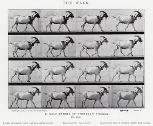 Eadweard Muybridge: The Walk (s/hvitt bilde) av Eadweard Muybridge
