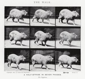 Eadweard Muybridge: The Walk (s/hvitt bilde) av Eadweard Muybridge