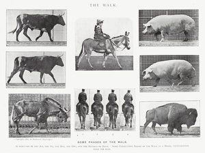 Eadweard Muybridge: The Walk (s/hvitt bilde) av Eadweard Muybridge