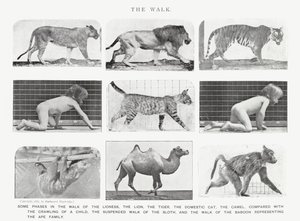 Eadweard Muybridge: The Walk (s/hvitt bilde) av Eadweard Muybridge