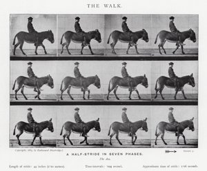 Eadweard Muybridge: The Walk (s/hvitt-bilde) av Eadweard Muybridge