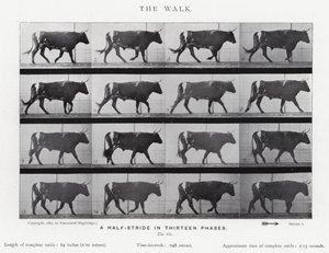 Eadweard Muybridge: The Walk (s/hvitt-bilde) av Eadweard Muybridge