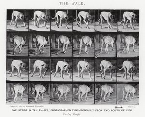 Eadweard Muybridge: The Walk (s/hvitt-bilde) av Eadweard Muybridge