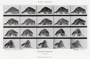 Eadweard Muybridge: The Walk (s/hvitt-bilde) av Eadweard Muybridge