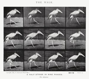 Eadweard Muybridge: The Walk (s/hvitt-bilde) av Eadweard Muybridge