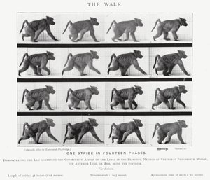 Eadweard Muybridge: The Walk (s/hvitt-bilde) av Eadweard Muybridge
