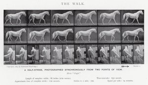 Eadweard Muybridge: The Walk (s/hvitt bilde) av Eadweard Muybridge