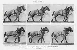 Eadweard Muybridge: The Walk (s/hvitt-bilde) av Eadweard Muybridge