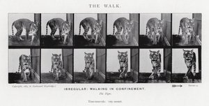 Eadweard Muybridge: The Walk (s/hvitt-bilde) av Eadweard Muybridge