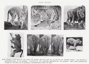 Eadweard Muybridge: The Walk (s/hvitt-bilde) av Eadweard Muybridge