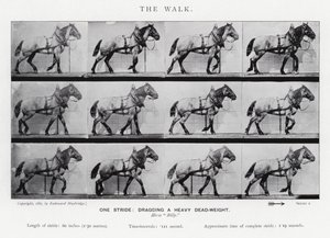 Eadweard Muybridge: The Walk av Eadweard Muybridge