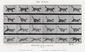 Eadweard Muybridge: The Walk av Eadweard Muybridge