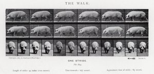 Eadweard Muybridge: The Walk av Eadweard Muybridge