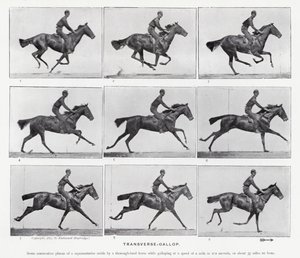 Eadweard Muybridge: Transverse-Gallop (s/hvitt-bilde) av Eadweard Muybridge