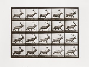 Elg, plate 692 fra Animal Locomotion, 1887 av Eadweard Muybridge