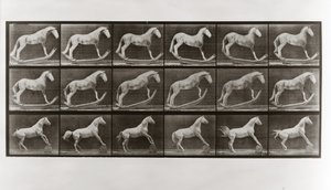 Horse on Rockers and Horse Rolling a Barrel, plate 649 fra Animal Locomotion, 1887 av Eadweard Muybridge