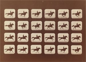 Hester. Løping. Phyrne L. nr. 40 av Eadweard Muybridge