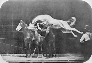 Hopper over tre hester...kastanjehest Hornet, fra 