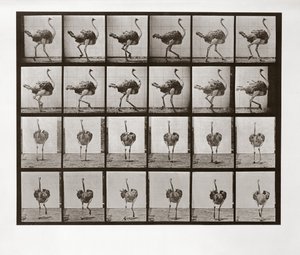 Strutsløping, plate 772 fra Animal Locomotion, 1887 av Eadweard Muybridge