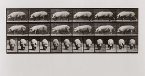 Grisevandring, plate 673 fra Animal Locomotion, 1887 av Eadweard Muybridge